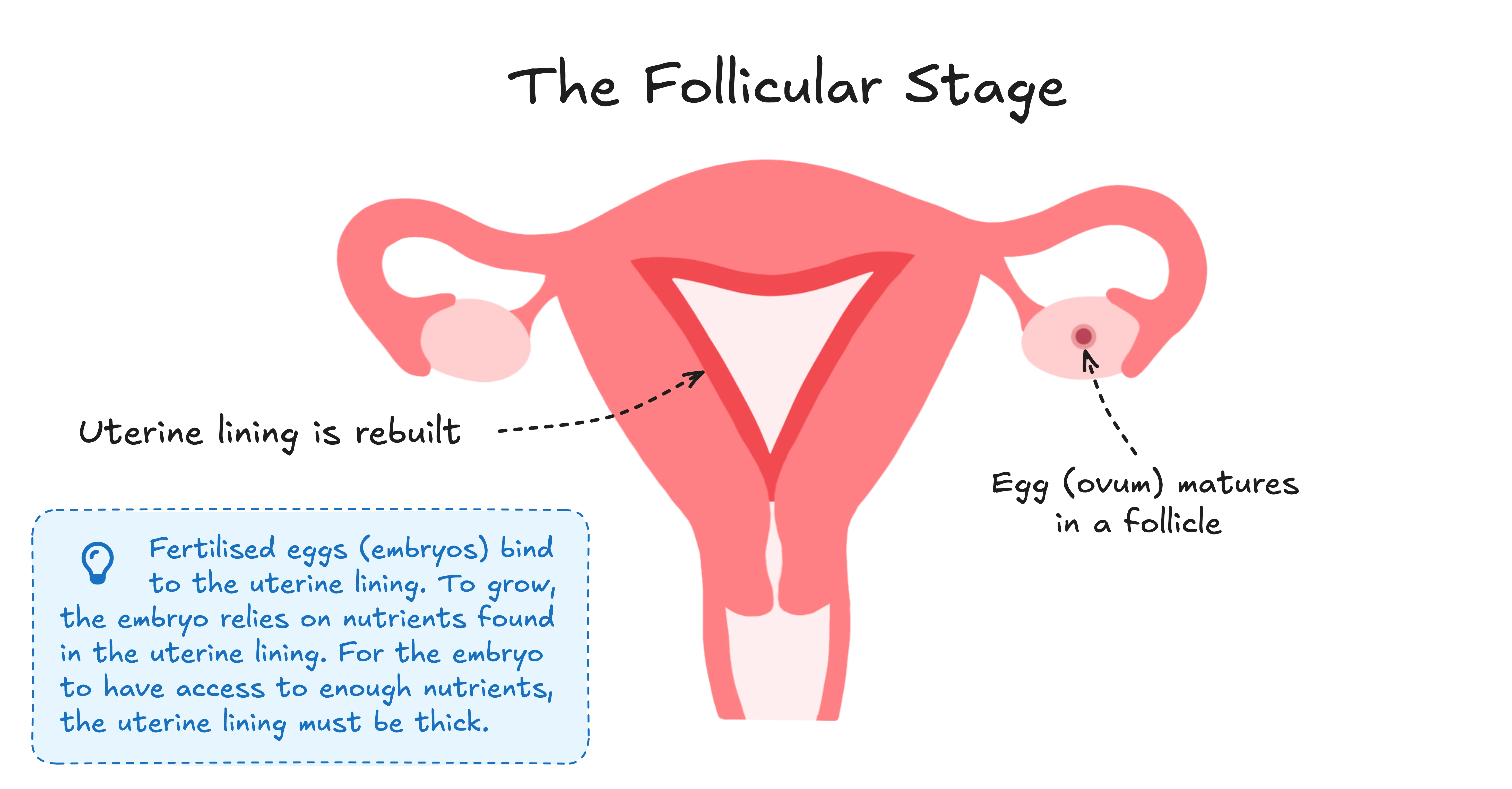 Diagram explaining the key events in the follicular stage of a menstrual cycle. The uterine lining is rebuilt after it has been shed in menstruation, and an egg cell matures within a follicle in one of the two ovaries. There is an additional textbox explaining how fertilised eggs bind to the uterine lining, and that to grow, the embryo relies on nutrients found in the uterine lining. Therefore, for the embryo to have access to enough nutrients, the uterine lining must be thick.