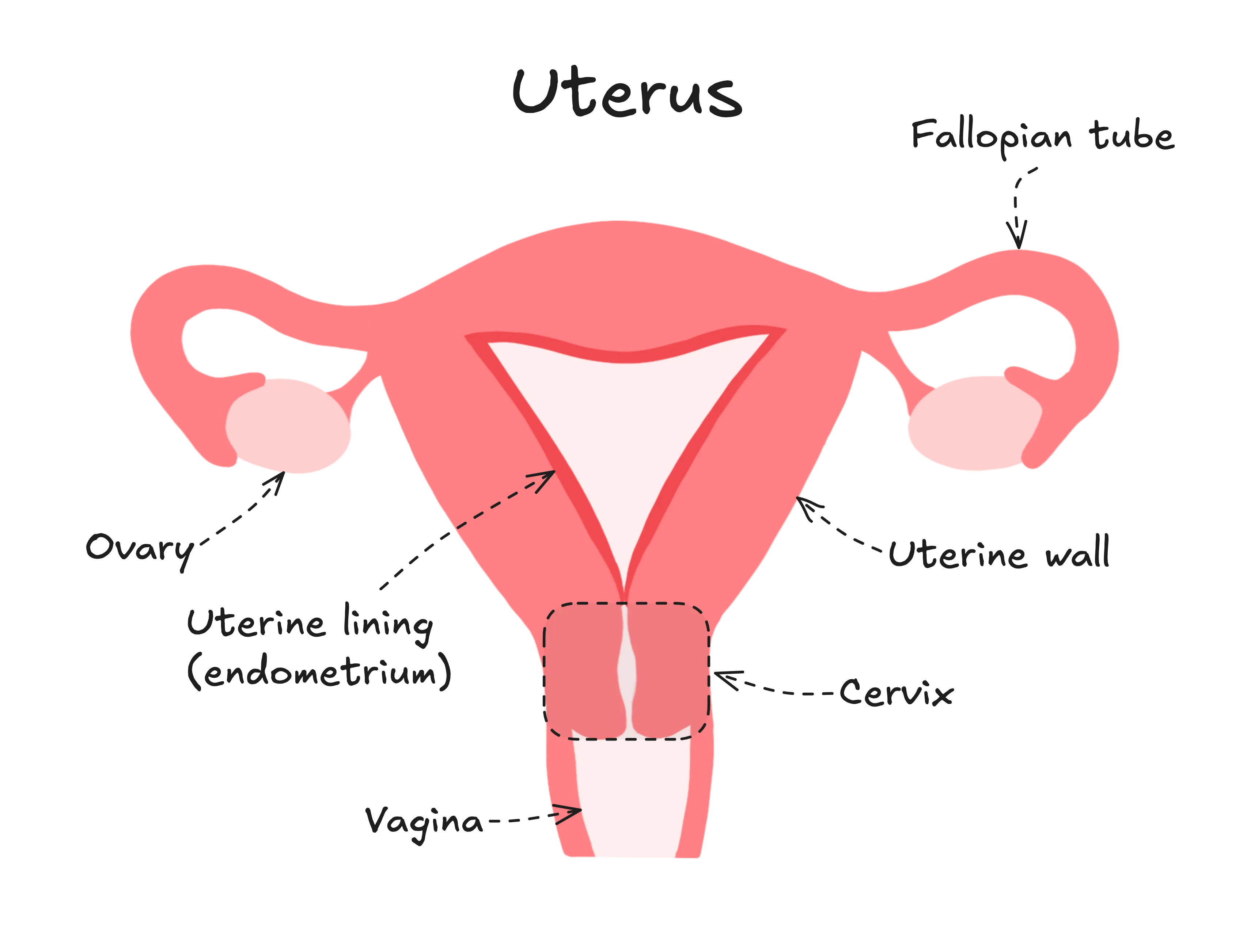 Diagram of the uterus annotated with key biological features, including the uterus, fallopian tube, ovaries, uterine lining (endometrium), uterine wall, cervix and vagina