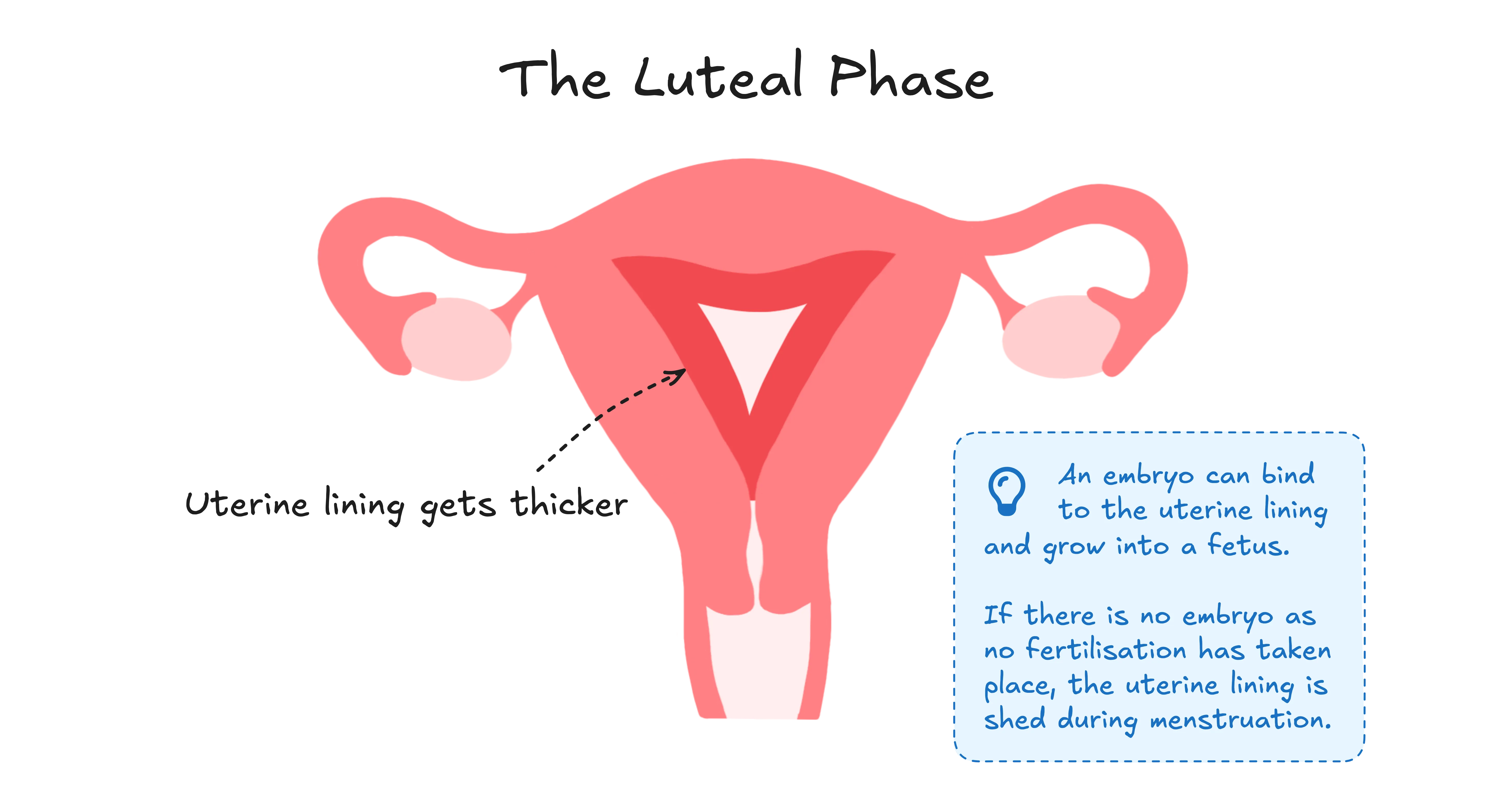 Diagram explaining the key events of the luteal phase. Here, the uterine lining gets even thicker to support a potential embryo implanting. There is an extra text box 