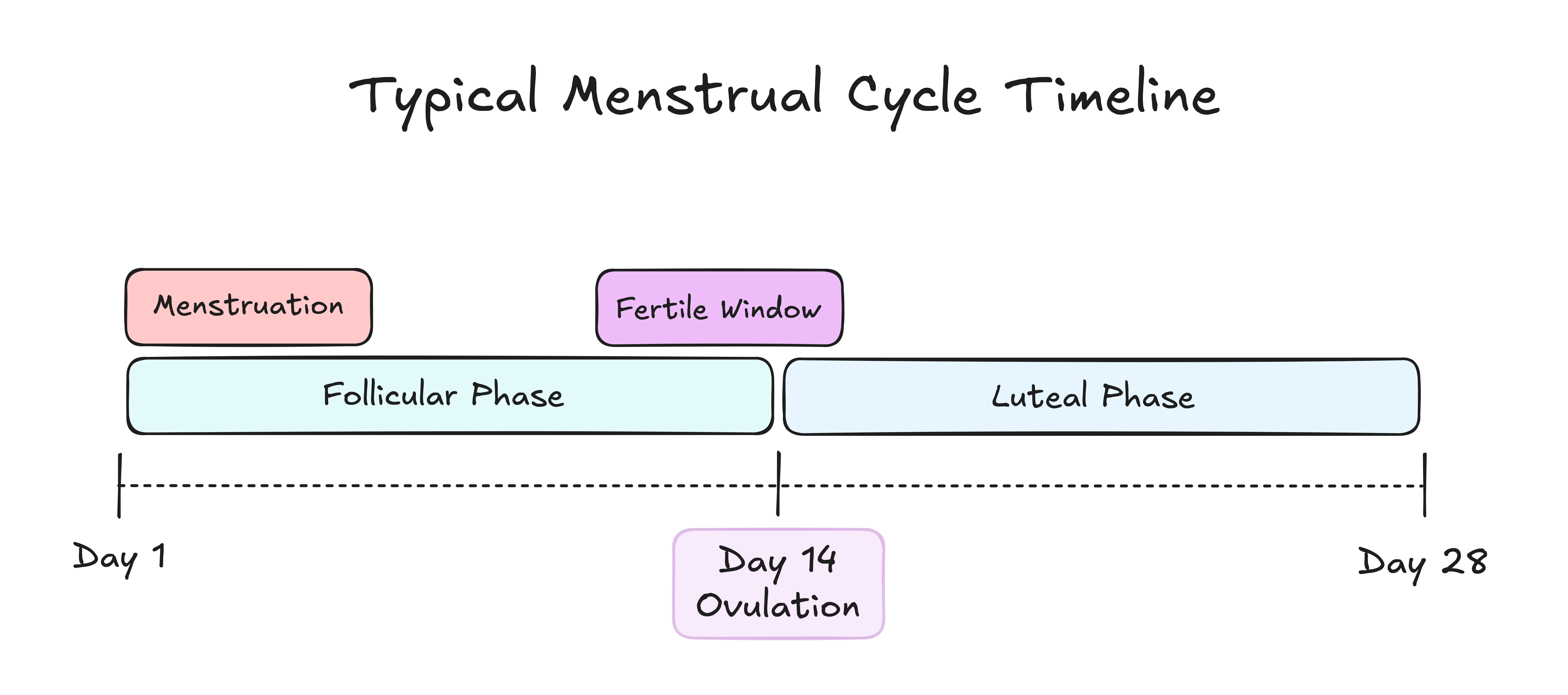 Image displaying the timeline of the menstrual cycle. Days 1 to 14 are the follicular phase, while 14 to 28 are the luteal phase. In the beginning of the follicular phase there is menstruation. Around day 14 is ovulation, and there is a fertile window about 4 days before and 1 day after ovulation. 