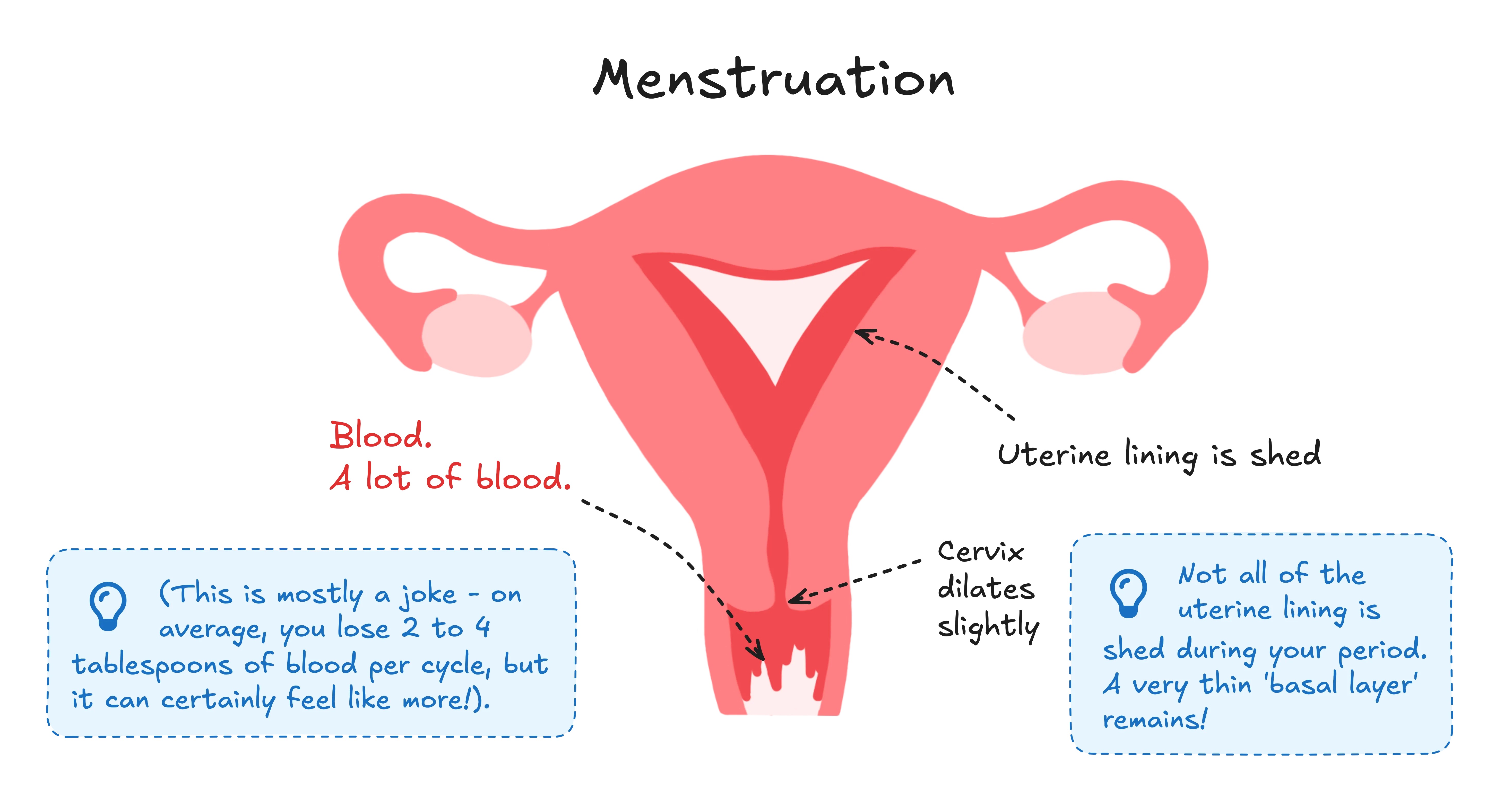 Diagram of the uterus during menstruation. This displays how the uterine lining is shed, the cervix dilates slightly and makes a joke about there being a lot of blood during a period. There are 2 extra text boxes, one explaining that on average, only 2-4 tablespoons of blood are lost per cycle, and the other textbox explains how not all the uterine lining is shed during your period, and a very thin 'basal layer' remains.