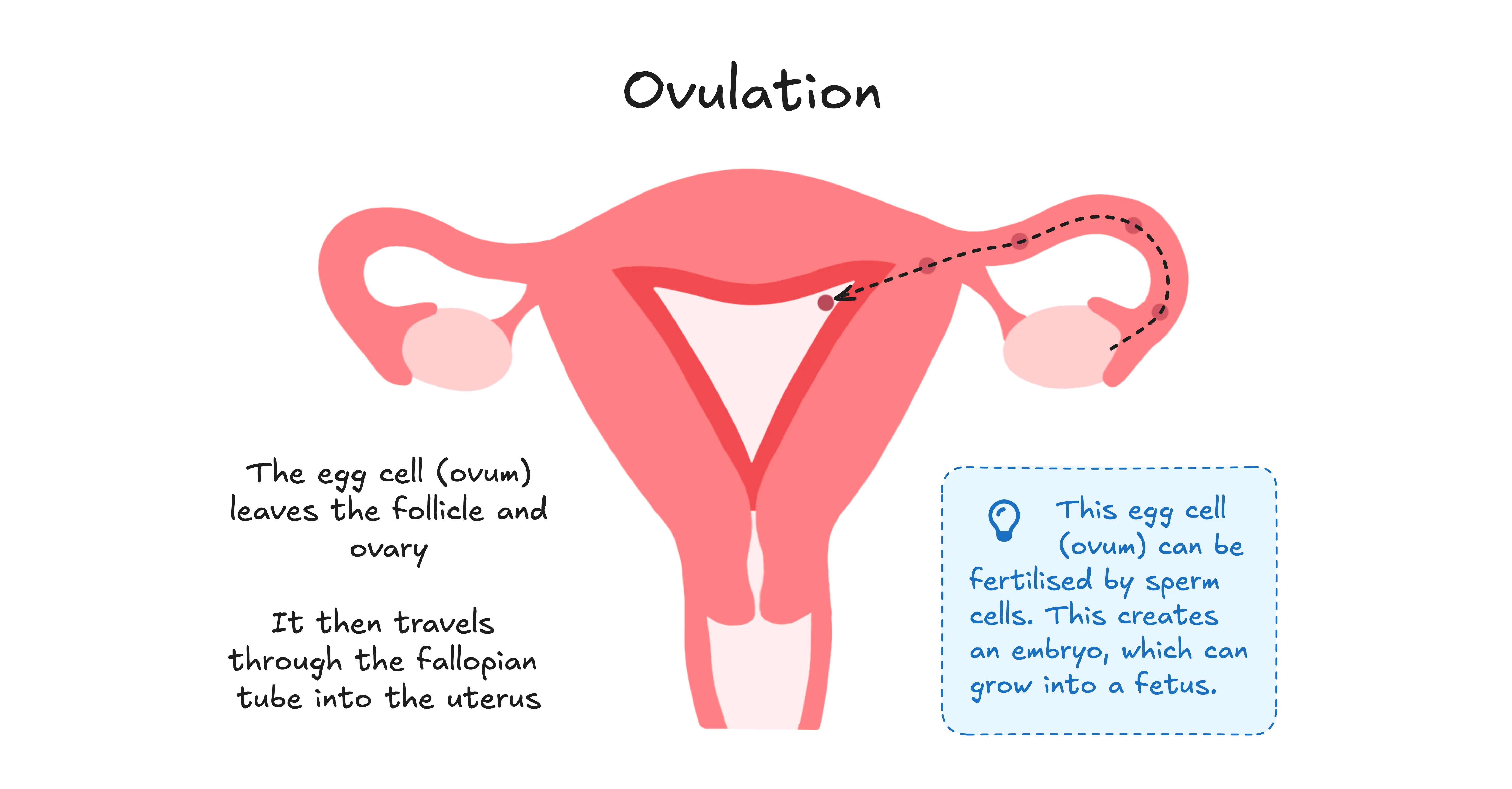 Diagram explaining the key events during ovulation. It displays the egg cell (ovum) leaving the follicle and the ovary, then travelling through the fallopian tube into the uterus. There is an extra text box outlining how the egg cell can be fertilised by sperm cells, which then creates an embryo, which can grow into a fetus.